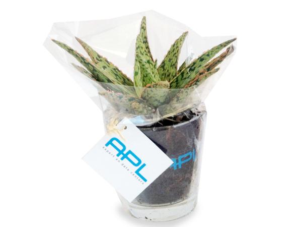 Mini Plantes Dépolluantes en Vase