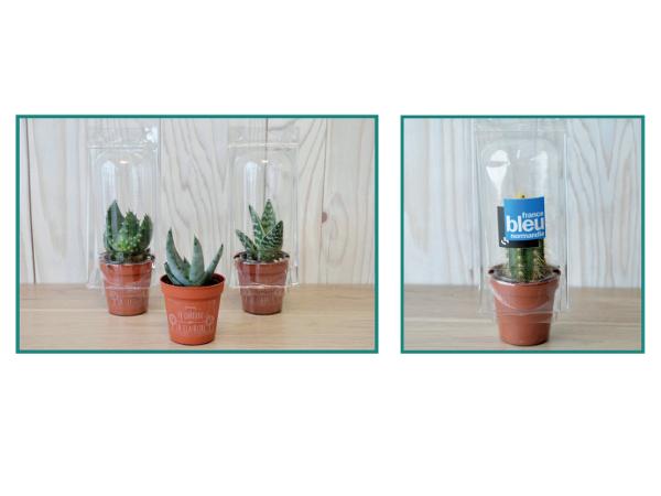 Mini Serre Pot Cactus ou Plante Succulente