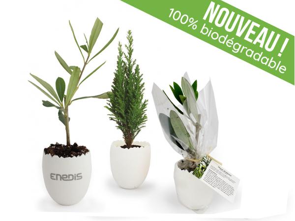 Oeuf Mini Plant d'Arbre : 100 % Biodégradable